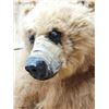 Image 4 : Alaskan Brown Bear Full Body Taxidermy Mount