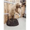 Image 5 : Alaskan Brown Bear Full Body Taxidermy Mount