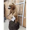 Image 6 : Alaskan Brown Bear Full Body Taxidermy Mount