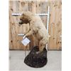 Image 7 : Alaskan Brown Bear Full Body Taxidermy Mount