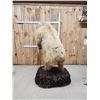 Image 8 : Alaskan Brown Bear Full Body Taxidermy Mount