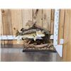 Image 1 : 21" Largemouth Bass Real Skin Fish Taxidermy