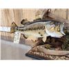 Image 3 : 21" Largemouth Bass Real Skin Fish Taxidermy