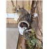 Image 5 : 21" Largemouth Bass Real Skin Fish Taxidermy