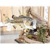 Image 6 : 21" Largemouth Bass Real Skin Fish Taxidermy