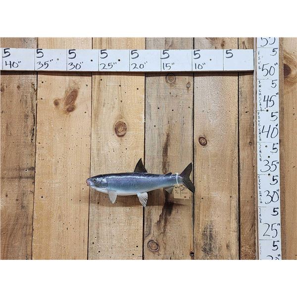 17" Whitefish Real Skin Fish Taxidermy