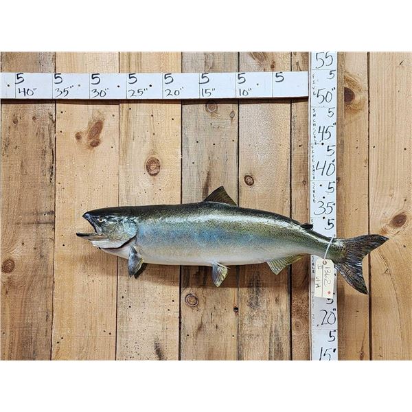 39" King Salmon Real Skin Fish Taxidermy