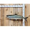 Image 1 : 39" King Salmon Real Skin Fish Taxidermy