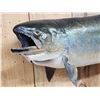 Image 3 : 39" King Salmon Real Skin Fish Taxidermy
