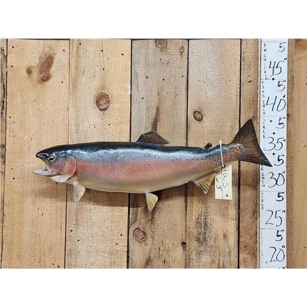 30" Rainbow Trout Real Skin Fish Taxidermy