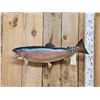 Image 1 : 30" Rainbow Trout Real Skin Fish Taxidermy