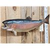 Image 2 : 30" Rainbow Trout Real Skin Fish Taxidermy