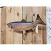 Image 3 : 30" Rainbow Trout Real Skin Fish Taxidermy