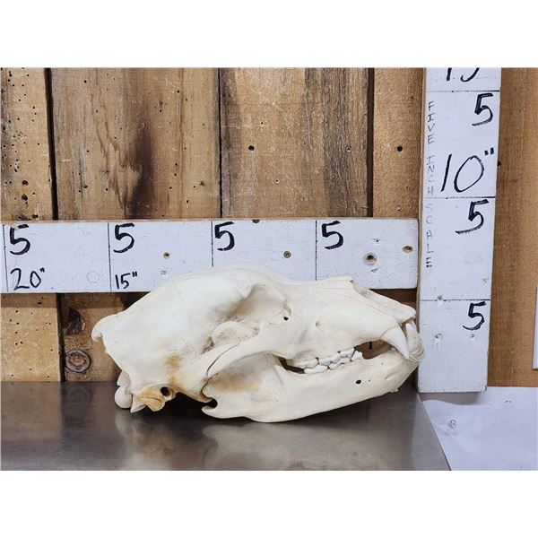 Alaskan Grizzly Bear Skull Taxidermy