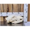 Image 1 : Alaskan Grizzly Bear Skull Taxidermy