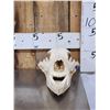 Image 2 : Alaskan Grizzly Bear Skull Taxidermy