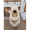 Image 3 : Alaskan Grizzly Bear Skull Taxidermy