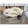 Image 4 : Alaskan Grizzly Bear Skull Taxidermy