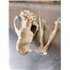 Image 5 : Alaskan Grizzly Bear Skull Taxidermy