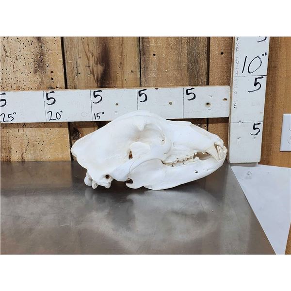 Russian Brown Bear Skull Taxidermy