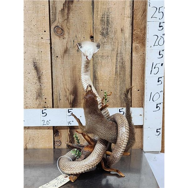 Cobra Snake Fighting A Mongoose Taxidermy Mount