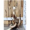 Image 1 : Cobra Snake Fighting A Mongoose Taxidermy Mount