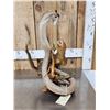 Image 3 : Cobra Snake Fighting A Mongoose Taxidermy Mount