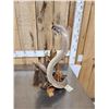 Image 4 : Cobra Snake Fighting A Mongoose Taxidermy Mount