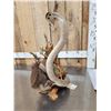 Image 5 : Cobra Snake Fighting A Mongoose Taxidermy Mount