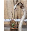 Image 6 : Cobra Snake Fighting A Mongoose Taxidermy Mount