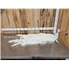 Image 1 : 2 Arctic Cross Fox Soft Tanned Furs
