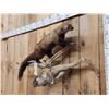 Image 2 : Fisher On A Limb Full Body Taxidermy Mount