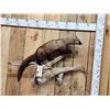Image 4 : Fisher On A Limb Full Body Taxidermy Mount