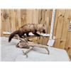 Image 6 : Fisher On A Limb Full Body Taxidermy Mount
