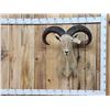 Image 1 : Aoudad Or Barbary Sheep Shoulder Mount Taxidermy