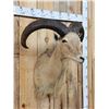 Image 2 : Aoudad Or Barbary Sheep Shoulder Mount Taxidermy