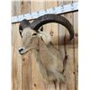 Image 3 : Aoudad Or Barbary Sheep Shoulder Mount Taxidermy