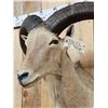 Image 4 : Aoudad Or Barbary Sheep Shoulder Mount Taxidermy
