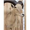 Image 5 : Aoudad Or Barbary Sheep Shoulder Mount Taxidermy