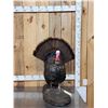 Image 1 : Strutting Turkey Full Body Bird Taxidermy