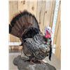 Image 3 : Strutting Turkey Full Body Bird Taxidermy