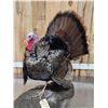 Image 4 : Strutting Turkey Full Body Bird Taxidermy