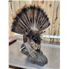 Image 5 : Strutting Turkey Full Body Bird Taxidermy
