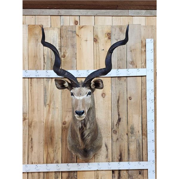 African Kudu Shoulder Mount Taxidermy