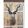 Image 1 : African Kudu Shoulder Mount Taxidermy