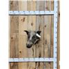 Image 1 : African Bush Pig Shoulder Mount Taxidermy
