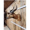 Image 4 : African Bongo Antelope Shoulder Mount Taxidermy