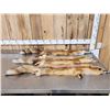 Image 1 : 3 Red Fox Soft Tanned Furs Taxidermy