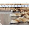 Image 2 : 3 Red Fox Soft Tanned Furs Taxidermy