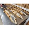 Image 5 : 3 Red Fox Soft Tanned Furs Taxidermy
